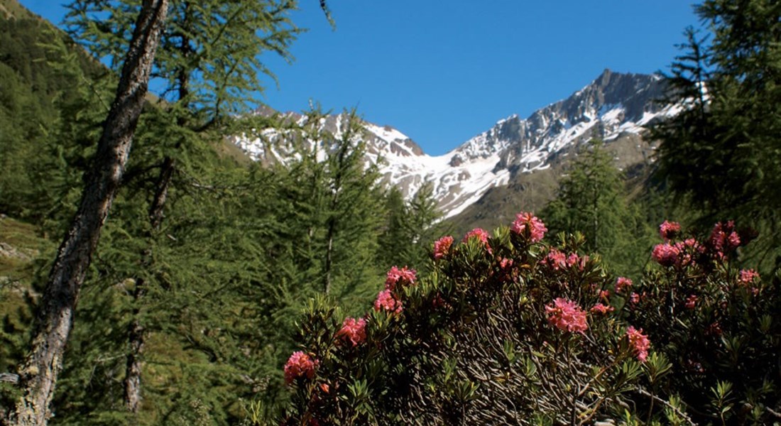 Alta Valtellina