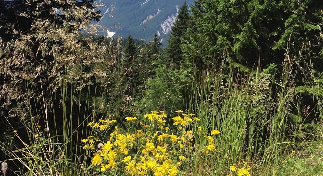 Tarvisio - letní Alpy